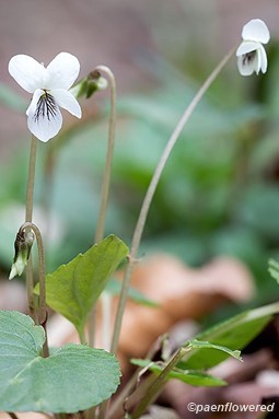 Plant form